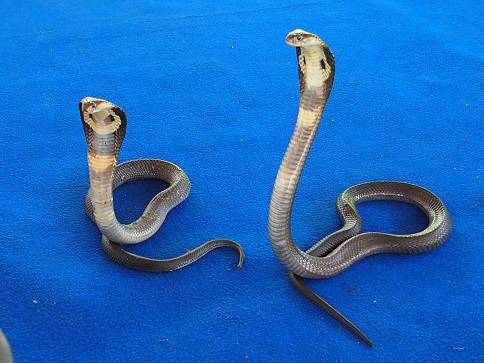 Cobra thai